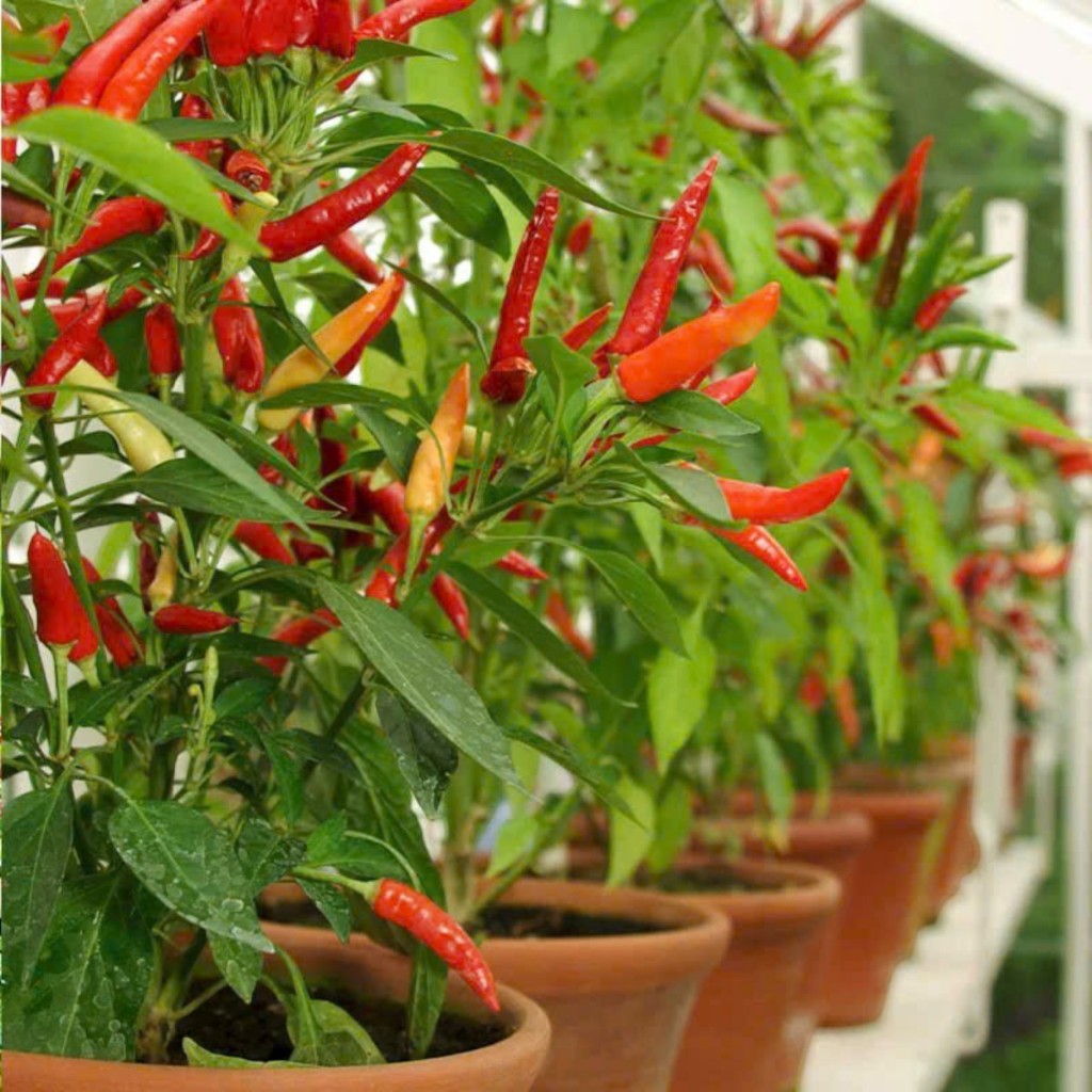 Hạt Giống Ớt_ Chỉ _Thiên – Trái Đẹp, Cay Đậm, Thu Hoạch Liên Tục