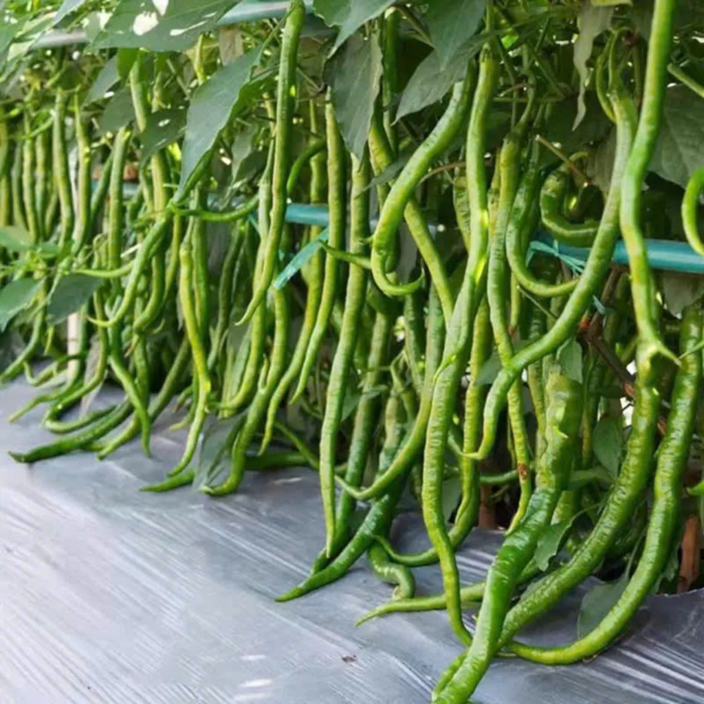 Hạt Giống Ớt Siêu Dài (Ớt Đậu Đũa) – Trái Dài 30–50cm, Cay Ngon