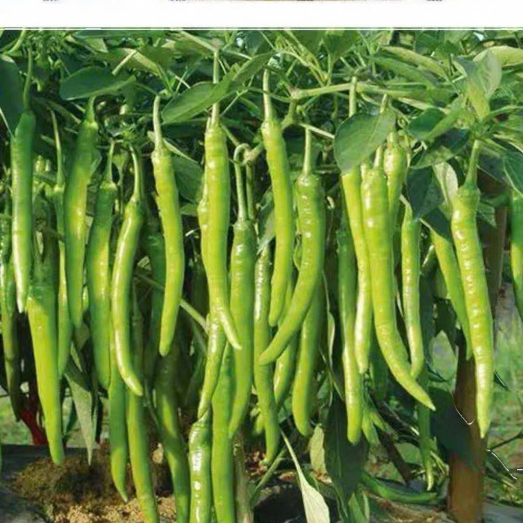 Hạt Giống Ớt Xanh Ngọt Hàn Quốc – Dễ Trồng, Trái Dài, Giòn Ngọt, 100 hạt