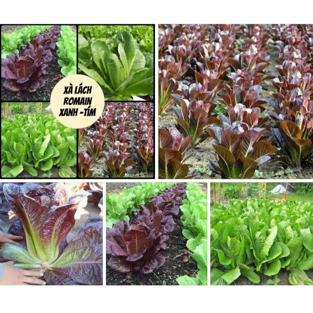 Hạt Giống Xà Lách Romaine  Đỏ – Rau Ăn Lá Cao Cấp