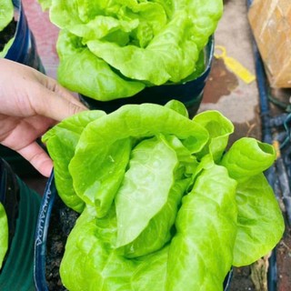 Hạt Giống Xà Lách Dún Vàng , xà lách chịu nhiệt– Chịu Nắng Tốt, Sinh Trưởng Mạnh