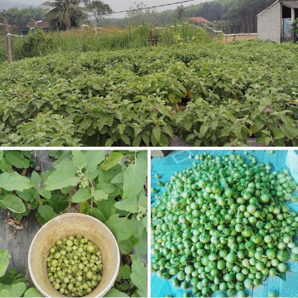 Hạt Giống Cà Pháo Xanh Cao Sản – Quả Giòn Ngon, Năng Suất Cao