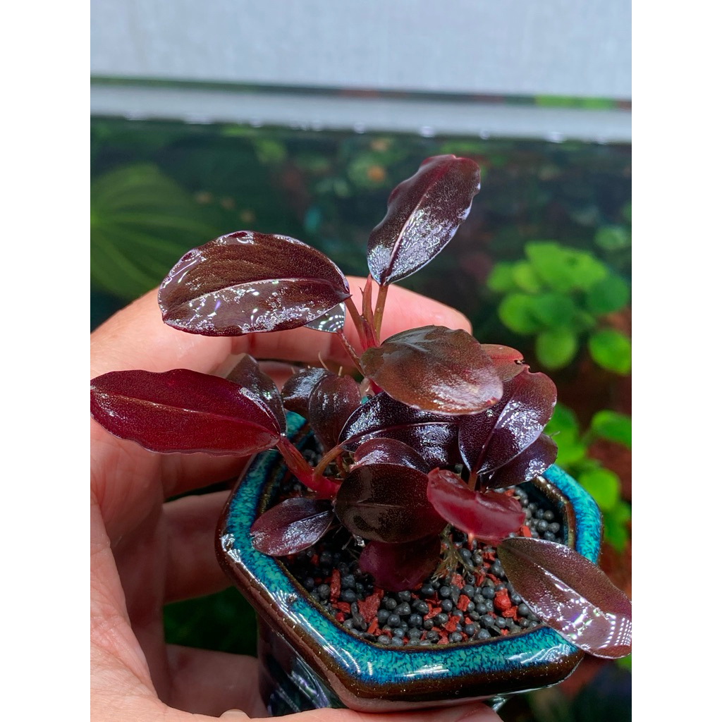 Bucep Hellfire (Hellfire Bucephalandra) | Shopee Việt Nam