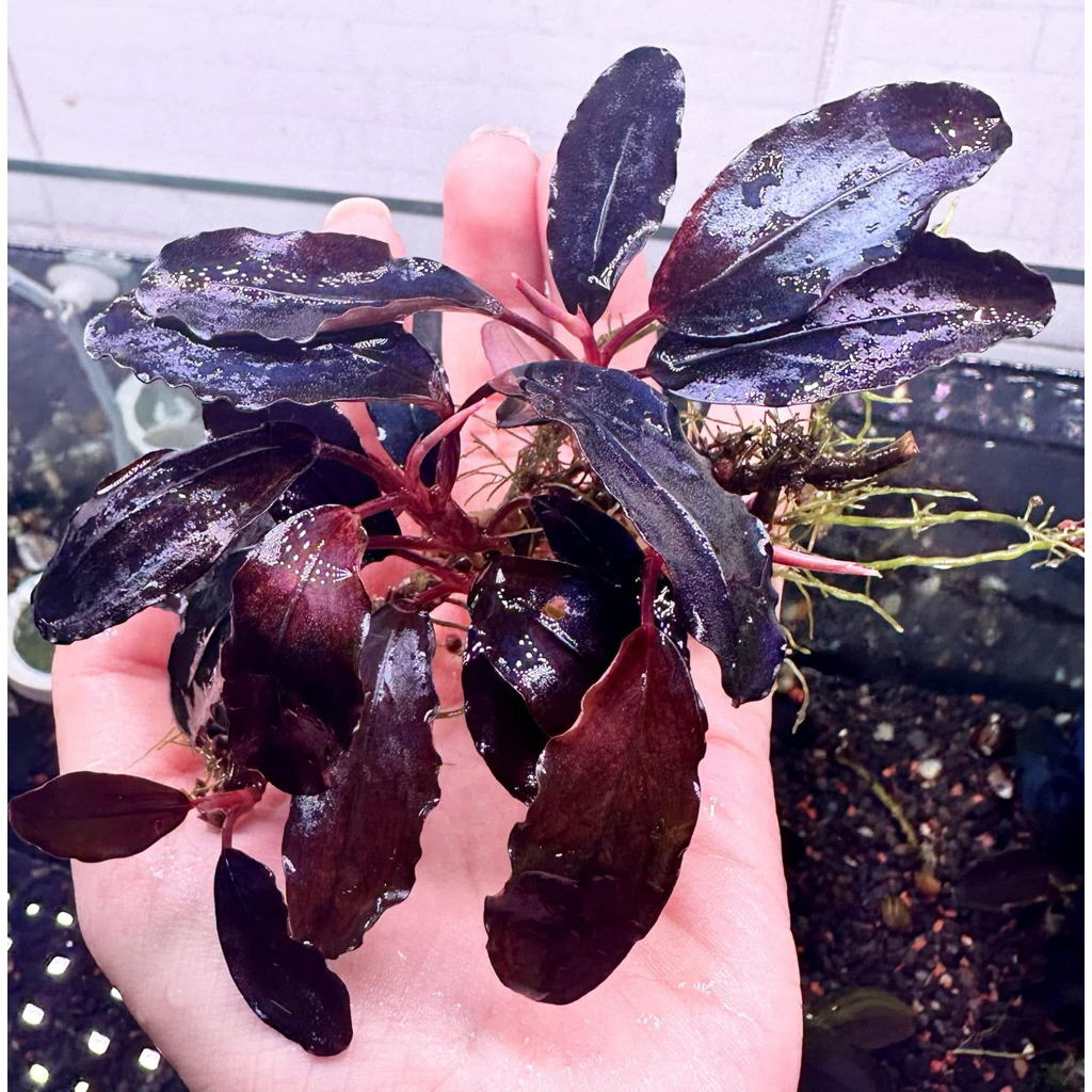Bucep Hellfire (Hellfire Bucephalandra) | Shopee Việt Nam