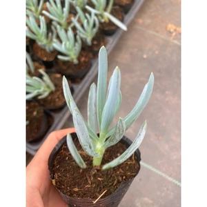 Sen đá Curio repens LINHDAN GARDEN. Size bầu 5-7cm lỗi 1 đổi 1!