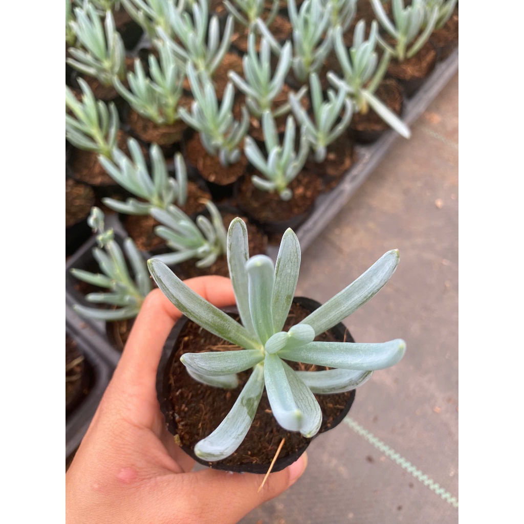 Sen đá Curio repens LINHDAN GARDEN. Size bầu 5-7cm lỗi 1 đổi 1!