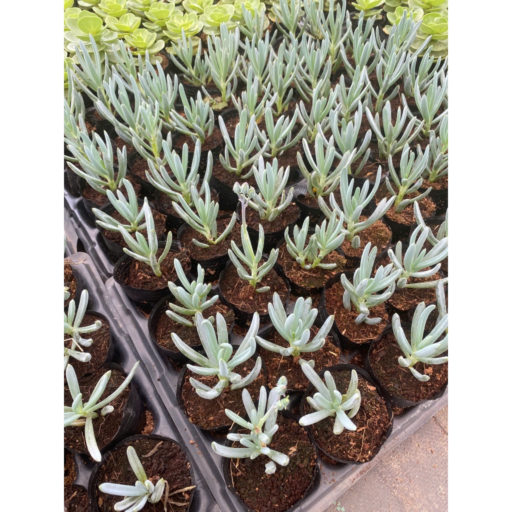 Sen đá Curio repens LINHDAN GARDEN. Size bầu 5-7cm lỗi 1 đổi 1!