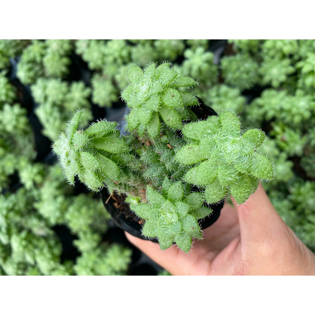 Sen đá jara sun LINHDAN GARDEN. Size bầu 5-7cm lỗi 1 đổi 1!