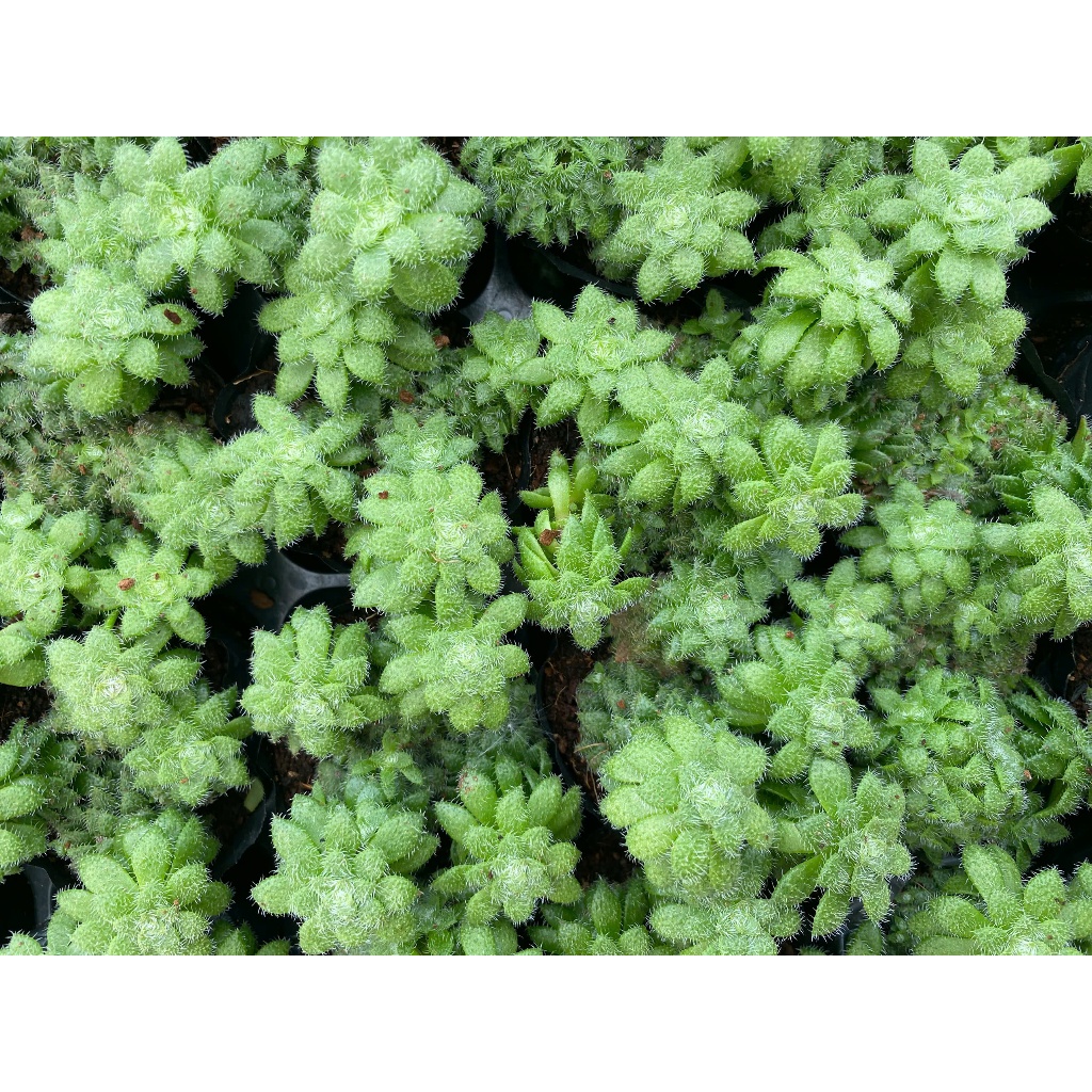 Sen đá jara sun LINHDAN GARDEN. Size bầu 5-7cm lỗi 1 đổi 1!