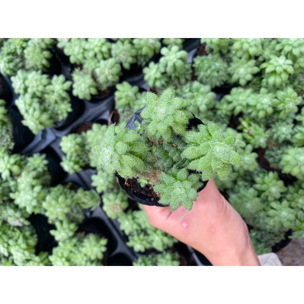 Sen đá jara sun LINHDAN GARDEN. Size bầu 5-7cm lỗi 1 đổi 1!