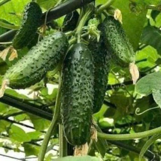 30 Hạt Giống Dưa Chuột Chùm Gai | Quả Mọc Thành Chùm, Giòn Ngọt, Ăn Ngon