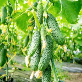 30 Hạt Giống Dưa Chuột Chùm Gai | Quả Mọc Thành Chùm, Giòn Ngọt, Ăn Ngon