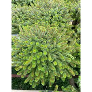 Rêu khổng tước ( luân thảo đỏ)trồng thủy sinh hồ cá cảnh