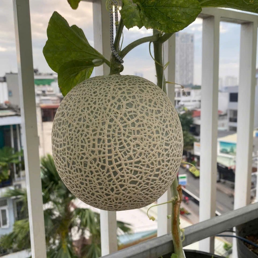 Hạt Giống Dưa Lưới Ruột Cam Siêu Ngọt( quả tròn) | Vỏ Lưới Đẹp, Thơm Ngon, Dễ Trồng