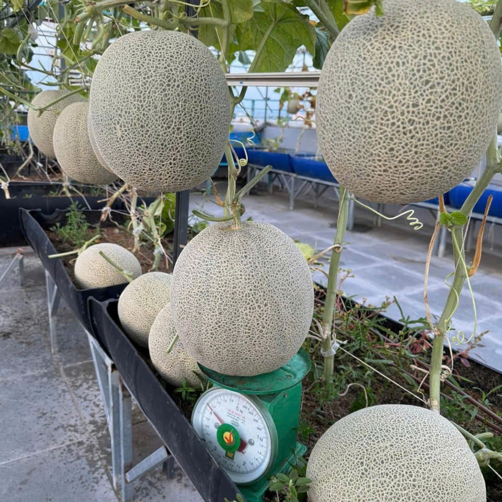 Hạt Giống Dưa Lưới Ruột Cam Siêu Ngọt( quả tròn) | Vỏ Lưới Đẹp, Thơm Ngon, Dễ Trồng