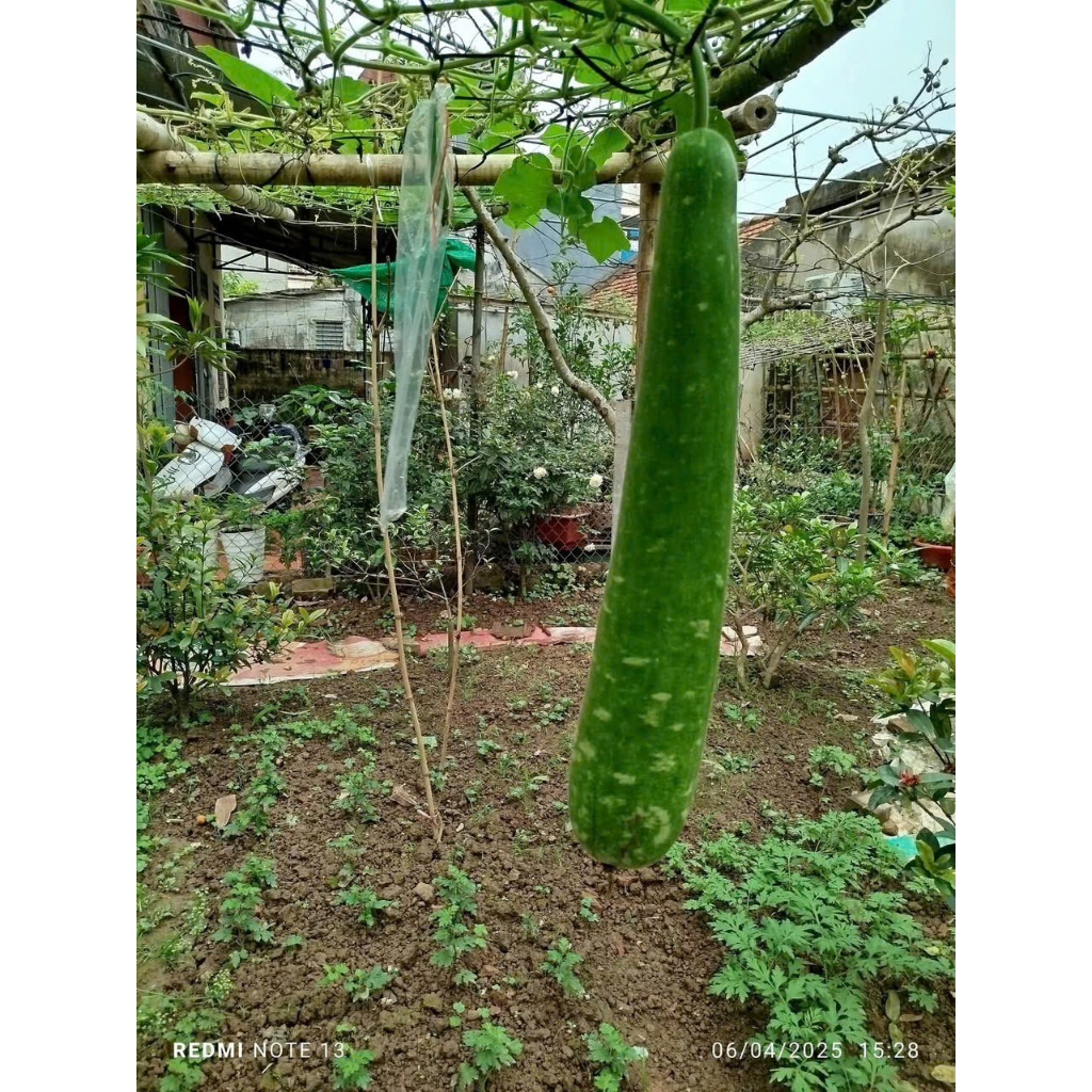 Hạt Giống Bầu Sao Quê Cao Sản | Vỏ Xanh, Ruột Trắng Ngon