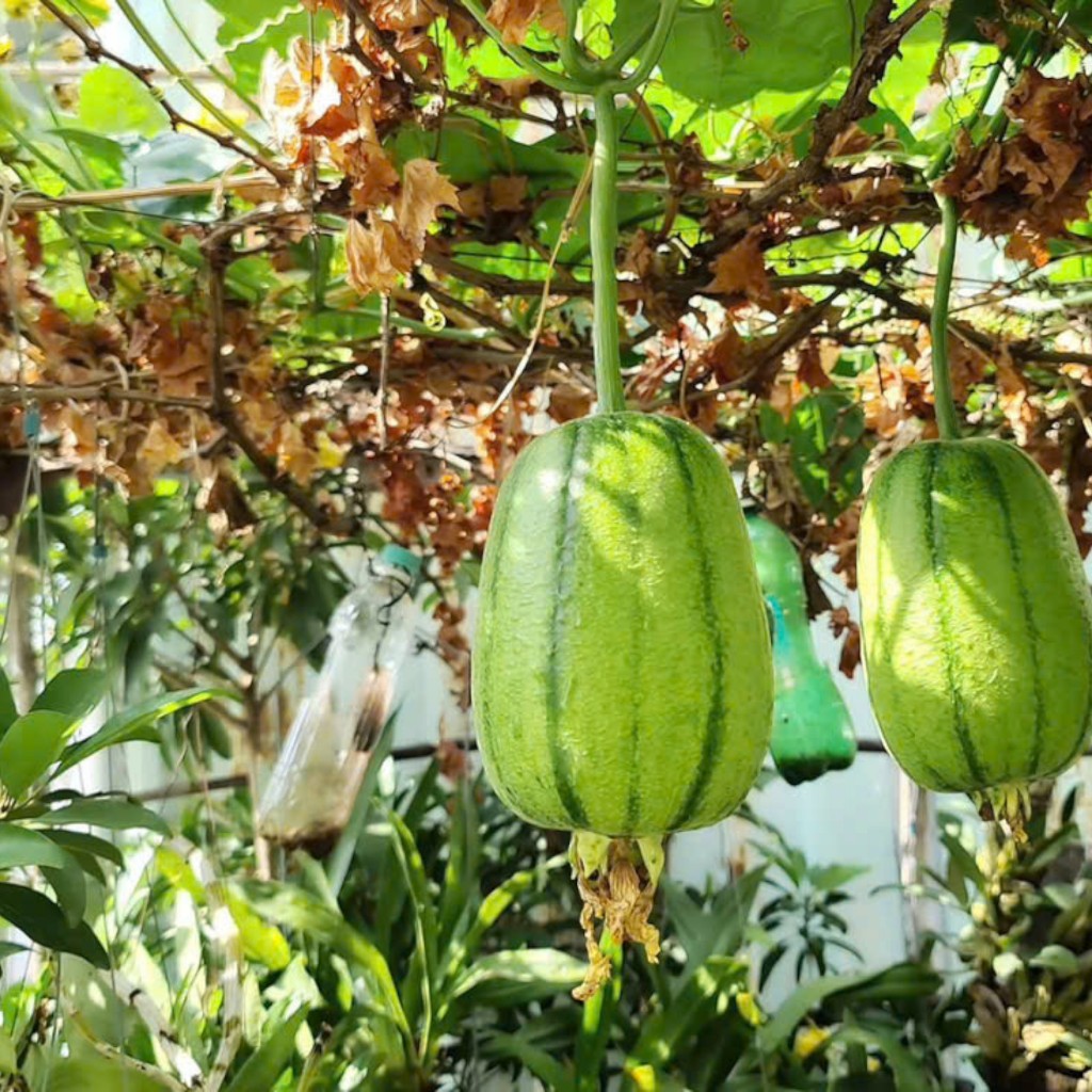 Hạt Giống Mướp Táo | Quả Tròn Xanh, Thịt Ngon, Kháng Bệnh Tốt