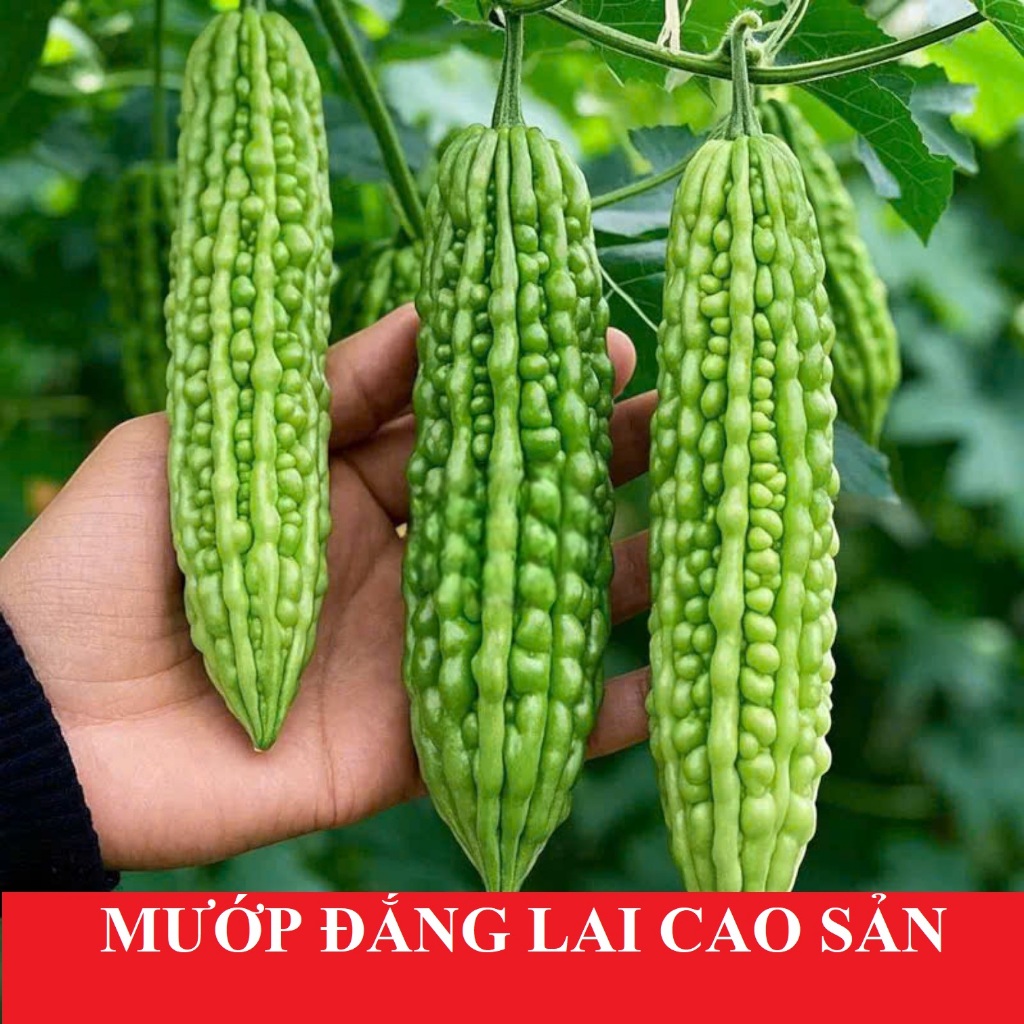 Hạt Giống Mướp Đắng Cao Sản | Thu Hoạch Nhanh, Quả Nhiều, Kháng Bệnh Tốt