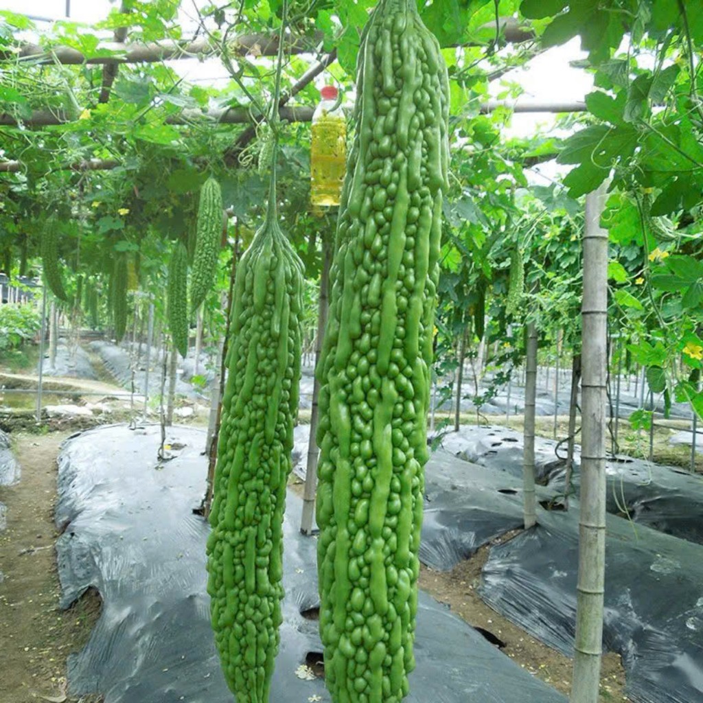 Hạt Giống Mướp Đắng Cao Sản | Thu Hoạch Nhanh, Quả Nhiều, Kháng Bệnh Tốt