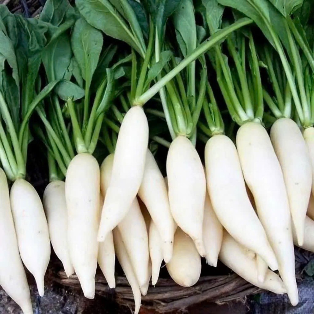 Hạt Giống Củ Cải Trắng | Giống F1 Cao Sản, Củ Dài, Giòn Ngọt