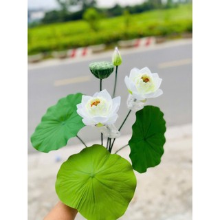 🌸 CỤM SEN CẠN LÁ CAO SU VIP – 7 CHI TIẾT -không kèm chậu🌸