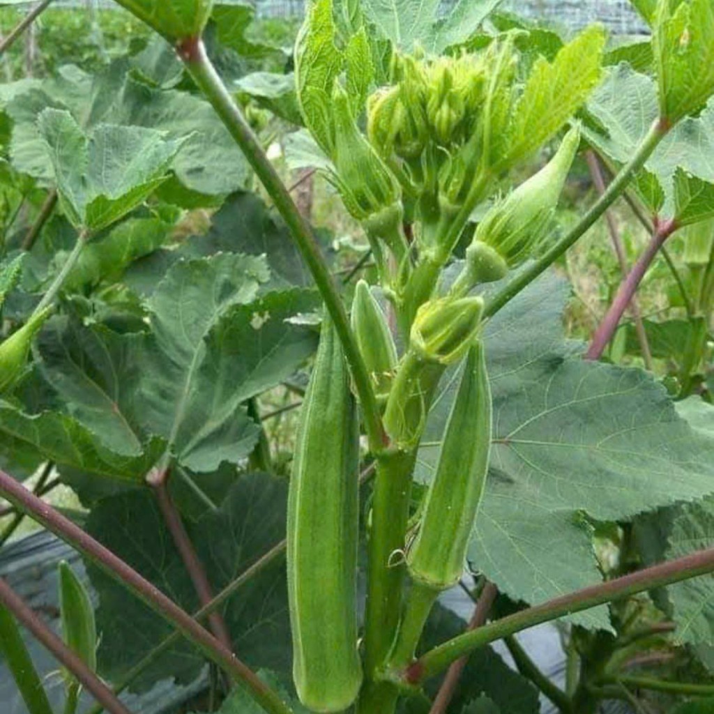 Hạt Giống Đậu Bắp Xanh Cao Sản | Trồng Vườn, Thùng Xốp Đều Được