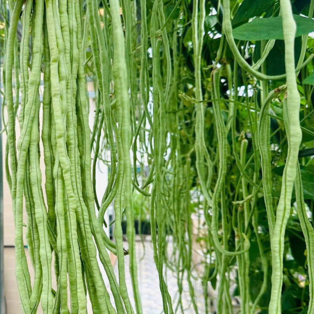 Hạt Giống Đậu Đũa Xanh Cao Sản | Giòn Ngọt, Thu Hoạch Quanh Năm