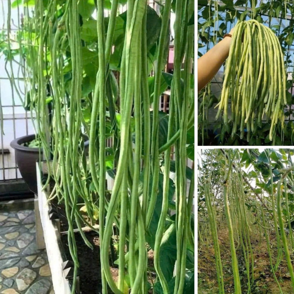 Hạt Giống Đậu Đũa Xanh Cao Sản | Giòn Ngọt, Thu Hoạch Quanh Năm
