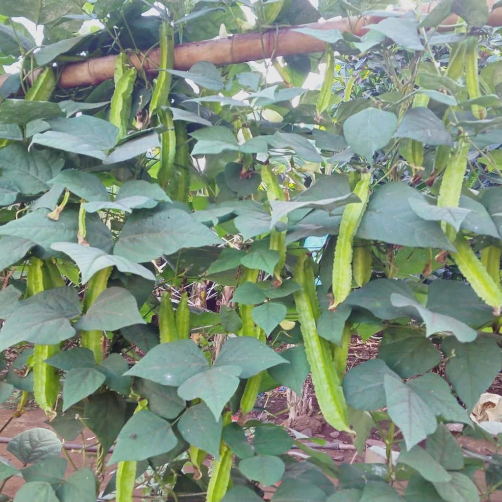 Hạt Giống Đậu Rồng Xanh Cao Sản | Quả 4 Cạnh Đẹp, Giàu Dinh Dưỡng