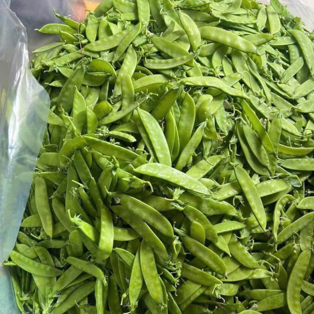 Hạt Giống Đậu Hà Lan Siêu Quả | Giống Mới, Quả Nhiều, Ăn Ngon