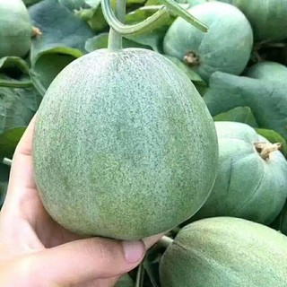 Hạt Giống Dưa Lê Đường | Ruột Ngọt Thanh, Giàu Dinh Dưỡn