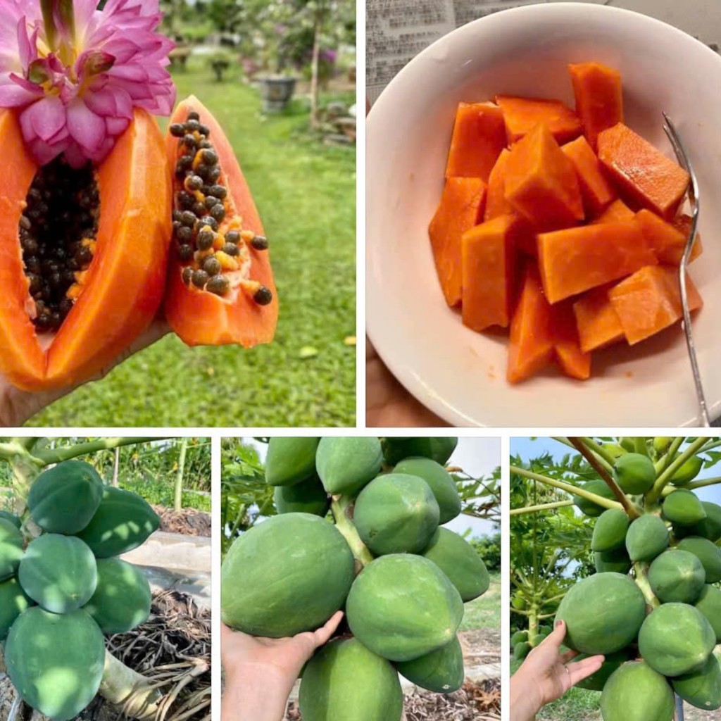 Hạt Giống Đu Đủ Ruột Đỏ F1 | Ra Quả Sớm, Năng Suất Cao