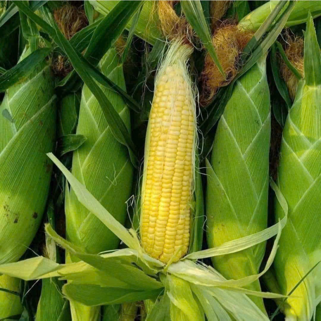 Hạt Giống Ngô Ngọt (Bắp Mỹ) | Hạt Vàng Óng, Ngọt Thanh, Năng Suất Cao