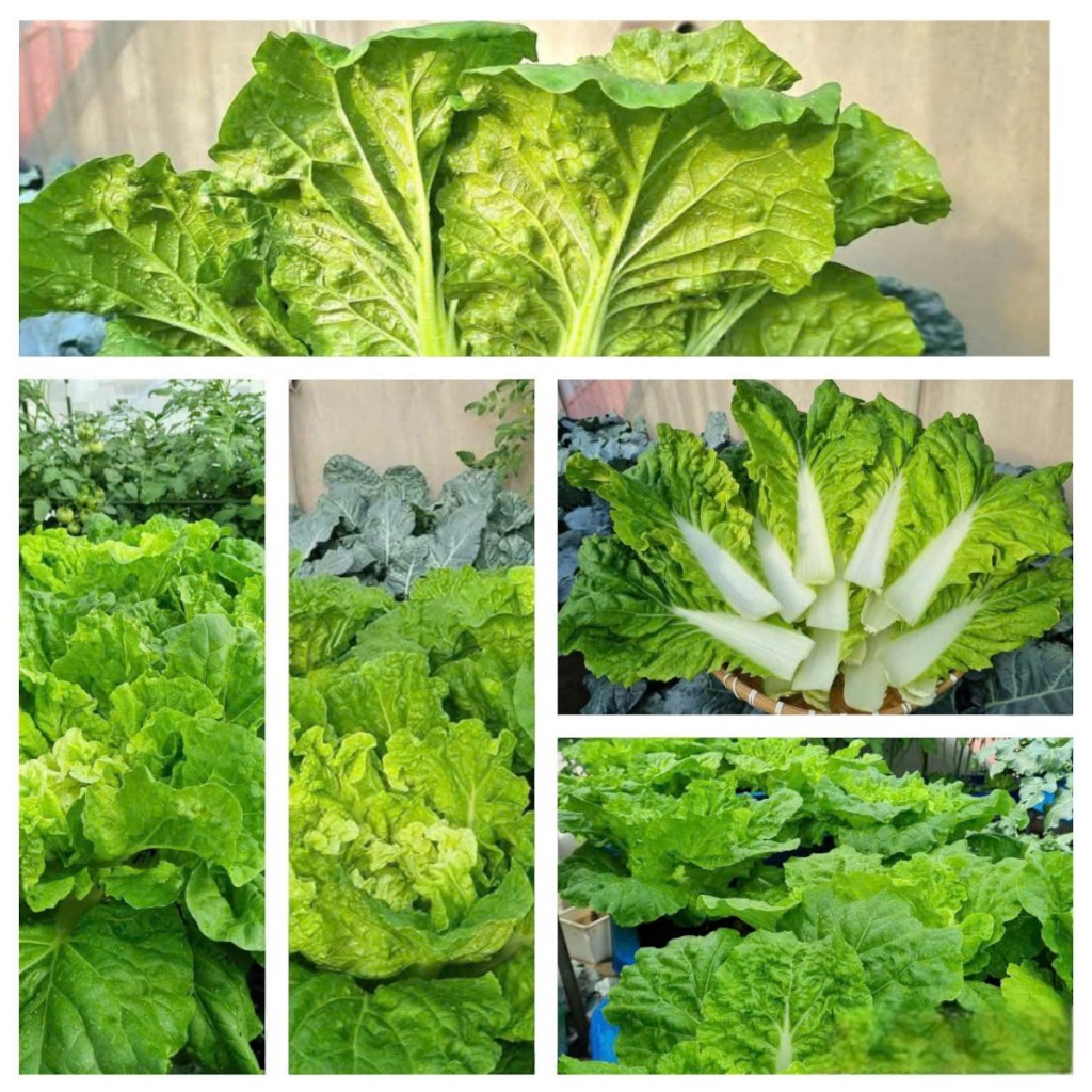 Hạt Giống Cải Bẹ Dúng | Giống F1 Cao Sản, Nhanh Thu Hoạch