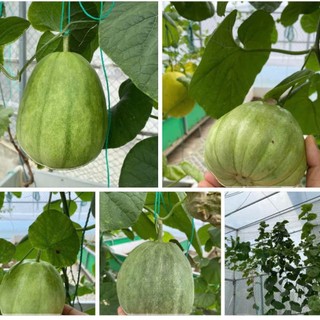 Hạt Giống Dưa Lê Đường | Ruột Ngọt Thanh, Giàu Dinh Dưỡn