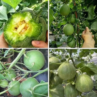 Hạt Giống Dưa Lê Đường | Ruột Ngọt Thanh, Giàu Dinh Dưỡn