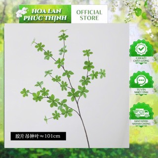 🍃 CÀNH THẠCH LAM CAO SU LÁ DÀY – HÀNG LOẠI 1 🍃