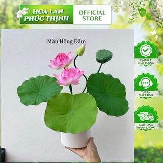 🌸 CỤM SEN CẠN LÁ CAO SU VIP – 7 CHI TIẾT -không kèm chậu🌸
