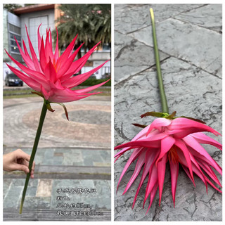 Cành hoa thiên Quỳnh cao su size lớn cao 80cm