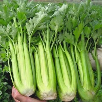 Hạt Giống Cần Tây Mỹ Bẹ To – Giòn Ngọt, Dùng Ép Nước