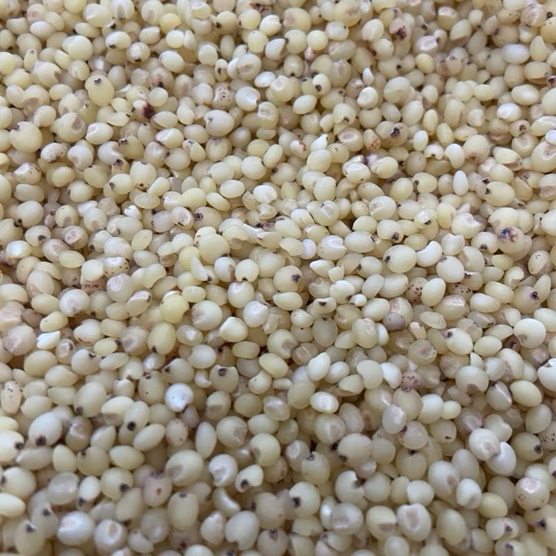 ( 500gr) Hạt ý dĩ - hạt bo bo giàu dinh dưỡng