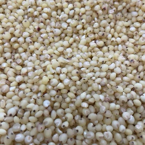 Hạt ý dĩ - hạt bo bo giàu dinh dưỡng