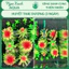 Cây thủy sinh Huyết Thái Dương – Ludwigia Meta – Ngọc Xanh Aqua
