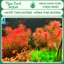 Cây thủy sinh Huyết Thái Dương – Ludwigia Meta – Ngọc Xanh Aqua