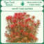 Cây thủy sinh Huyết Thái Dương – Ludwigia Meta – Ngọc Xanh Aqua
