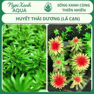 Cây thủy sinh Huyết Thái Dương – Ludwigia Meta – Ngọc Xanh Aqua