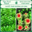 Cây thủy sinh Huyết Thái Dương – Ludwigia Meta – Ngọc Xanh Aqua