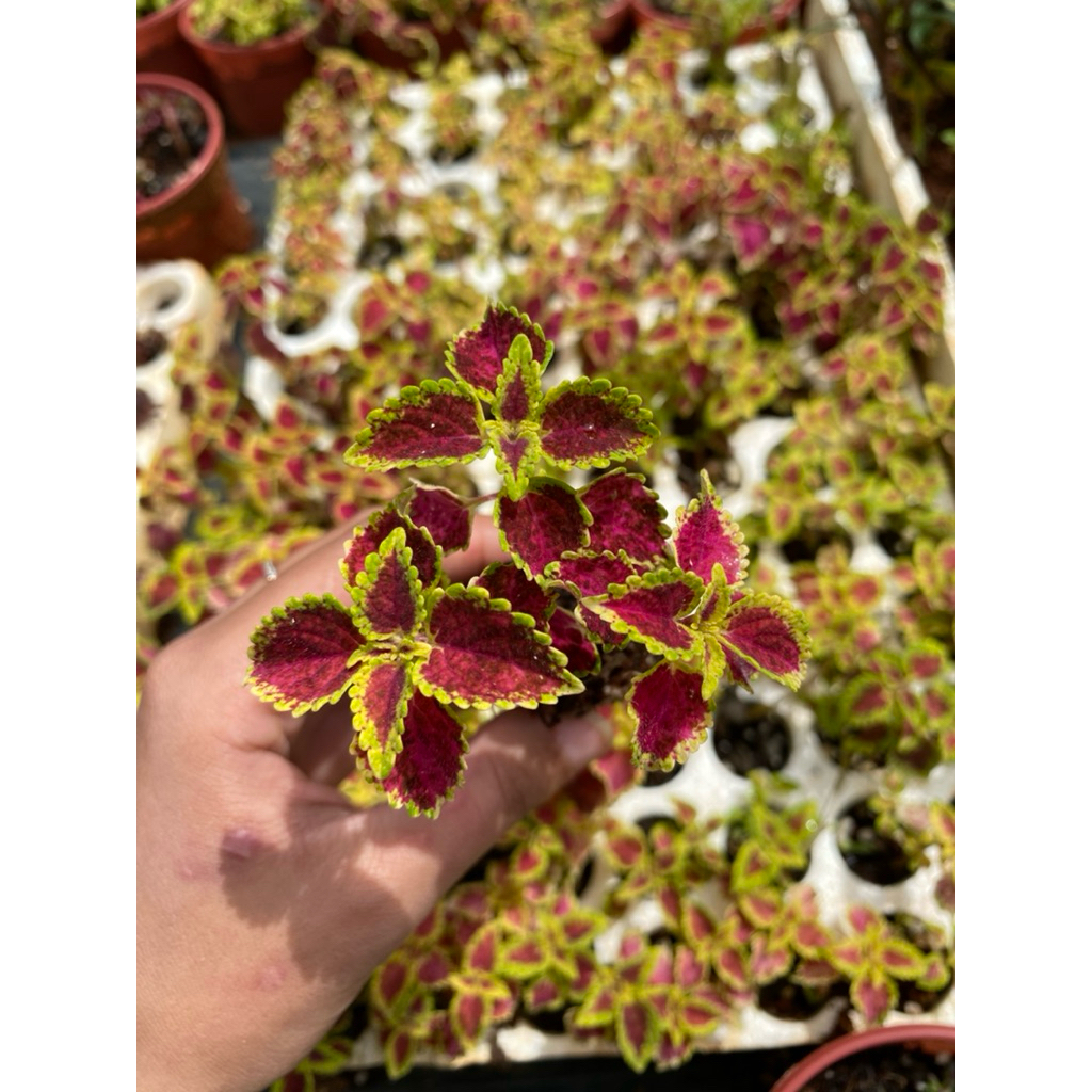 lá gấm trang trí sân vườn cây 5cm