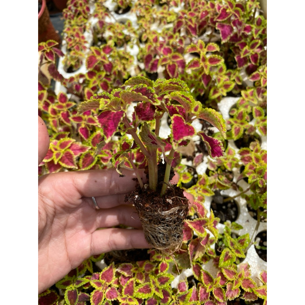 lá gấm trang trí sân vườn cây 5cm