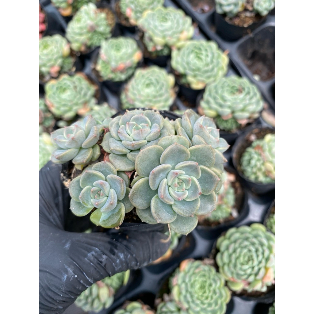 Sen đá diệp hà( bánh trung thu)  size bầu 5cm LINHDAN GARDEN. Lỗi 1 đổi 1!